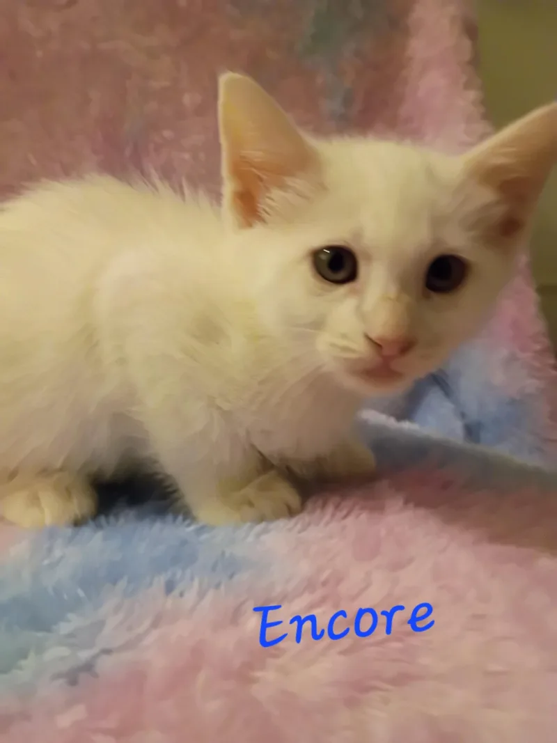 A young medium-sized male White Domestic Short Hair cat named Encore for adoption in Mount Pleasant, TX