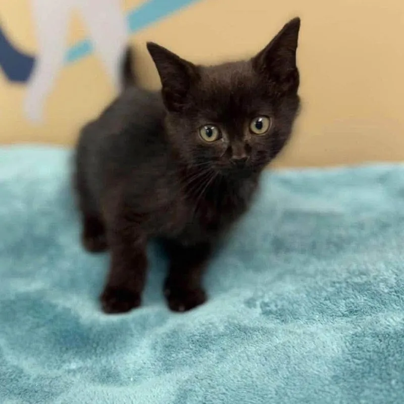 A baby small-sized male Domestic Short Hair cat named Braxton for adoption in Alexandria, VA