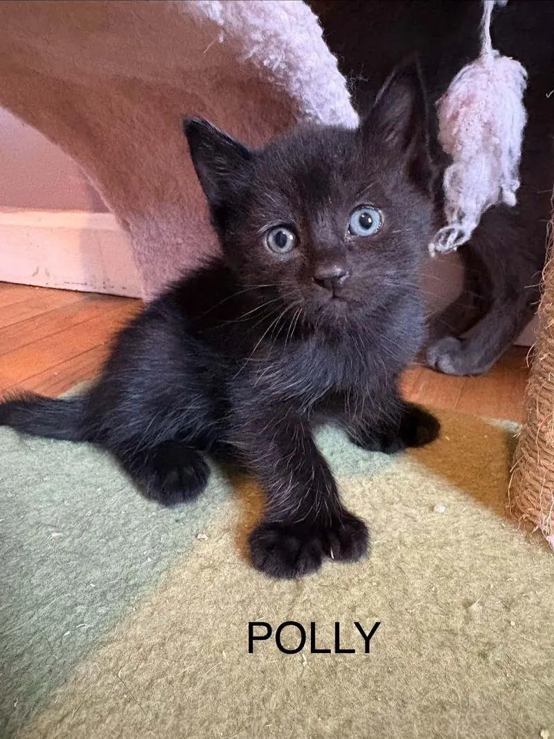 A baby medium-sized male Black Domestic Short Hair cat named Polly for adoption in Westfield, MA