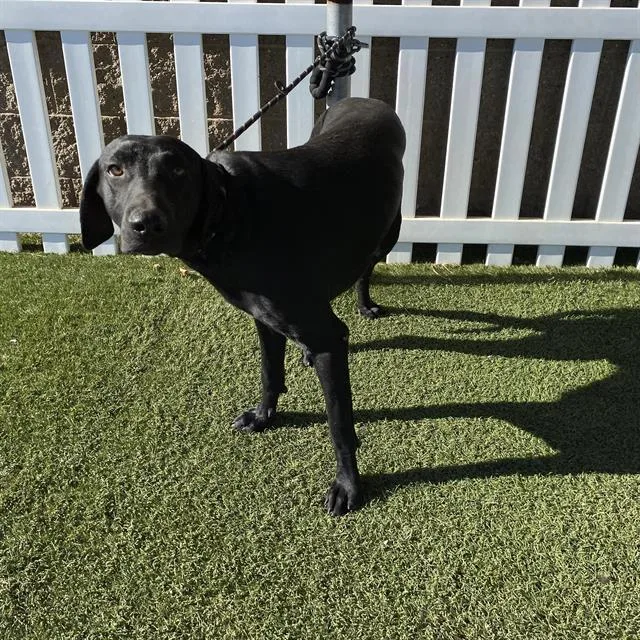 An adult large-sized male Labrador Retriever dog named Trapper for adoption in Modesto, CA
