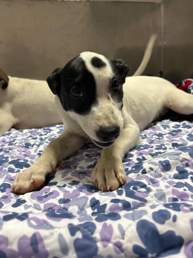 Dottie Pepper thumbnail 2