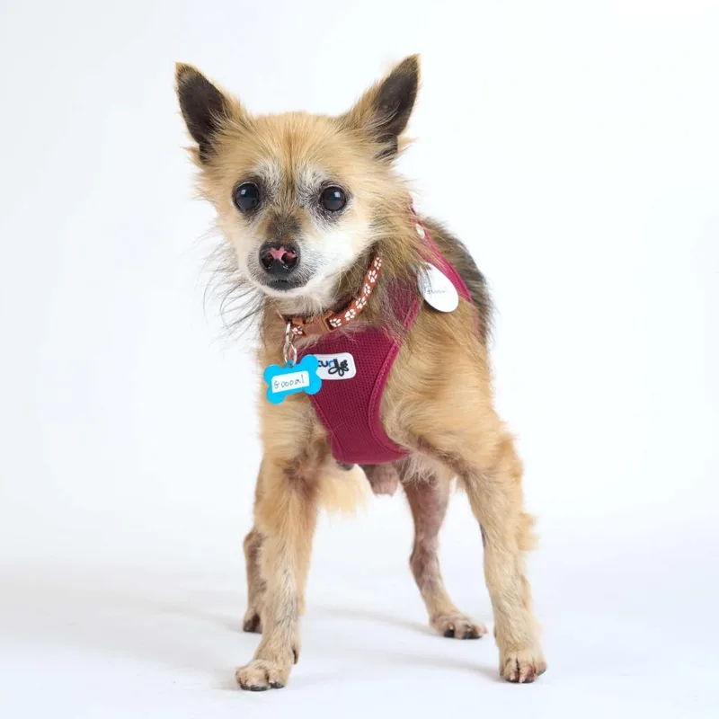 A senior small-sized male Sable Pomeranian dog named Goooal for adoption in San Francisco, CA