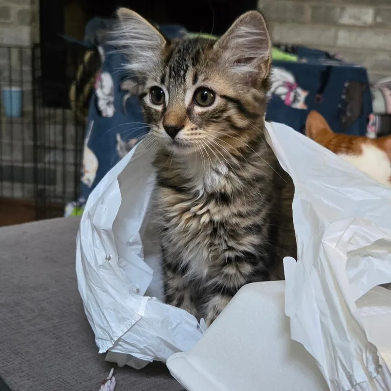 A baby small-sized female Brown / Chocolate Domestic Short Hair cat named Shrek for adoption in Austin, TX