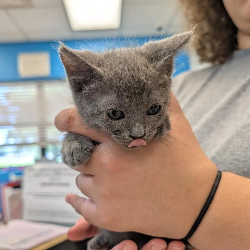 A baby small-sized male Gray / Blue / Silver Domestic Short Hair cat named Sebastian for adoption in Ardmore, OK