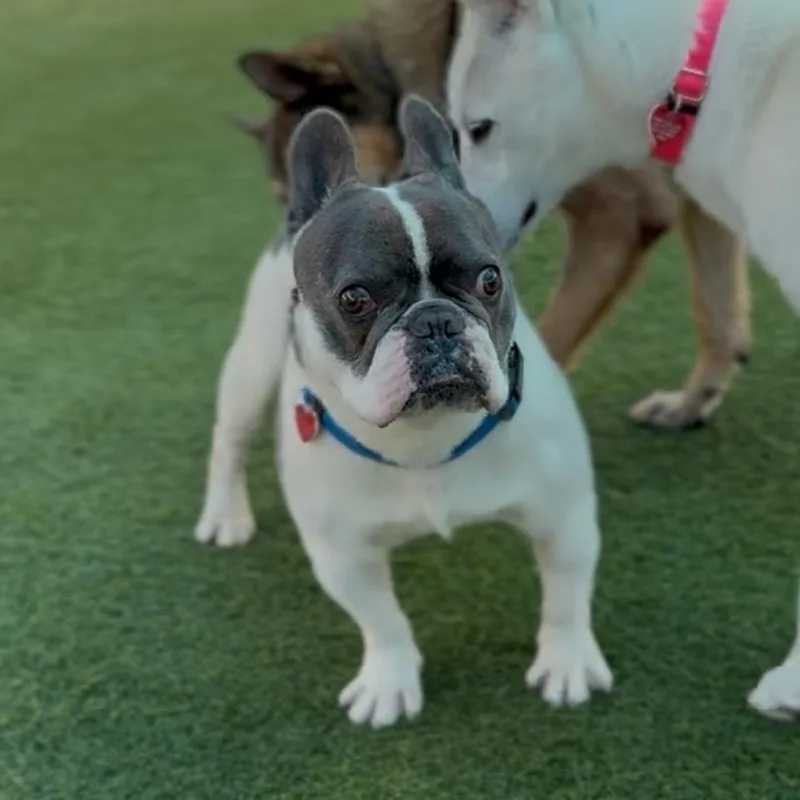 Fuerte A thumbnail 2