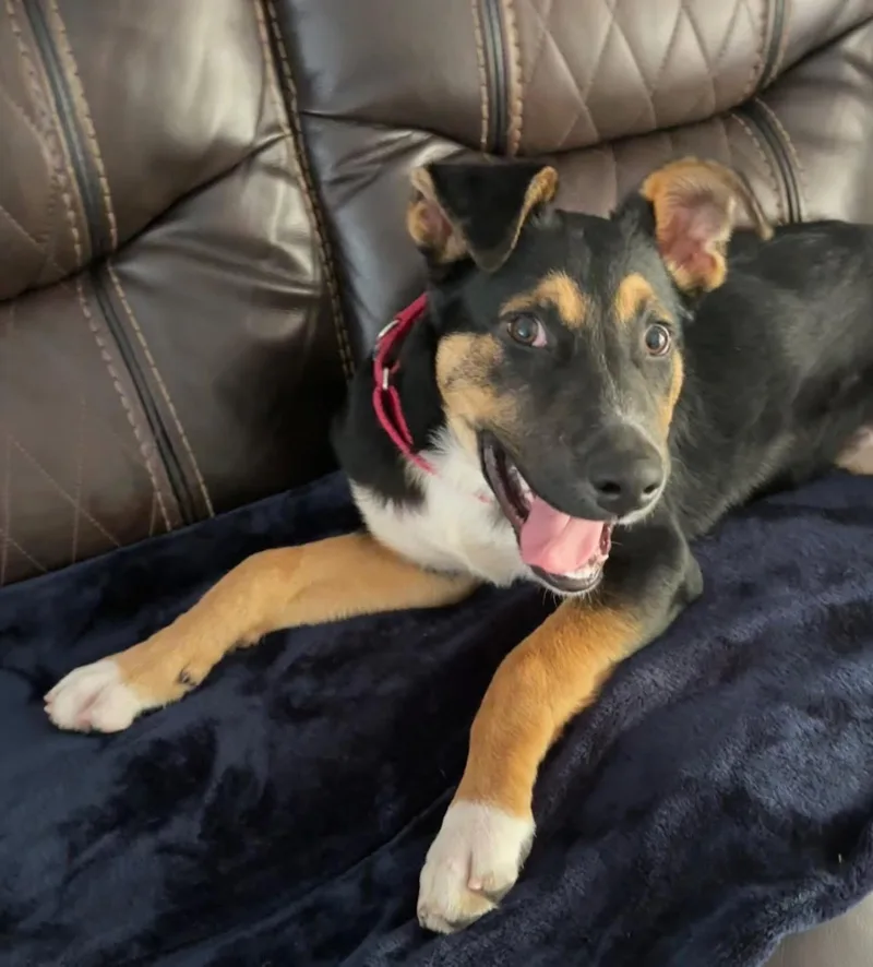 A baby large-sized male Black German Shepherd Dog dog named Bently for adoption in Inverness, FL