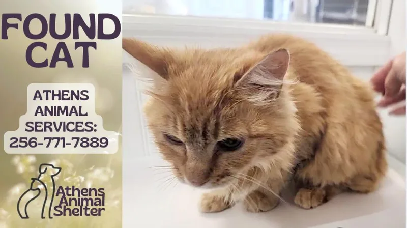 A baby medium-sized female Cymric cat named Olive Oyl for adoption in Athens, AL