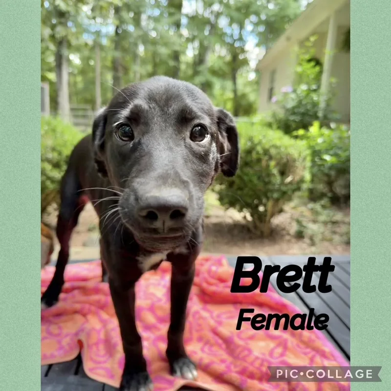 A baby medium-sized female Labrador Retriever dog named Brett for adoption in Manchester, CT