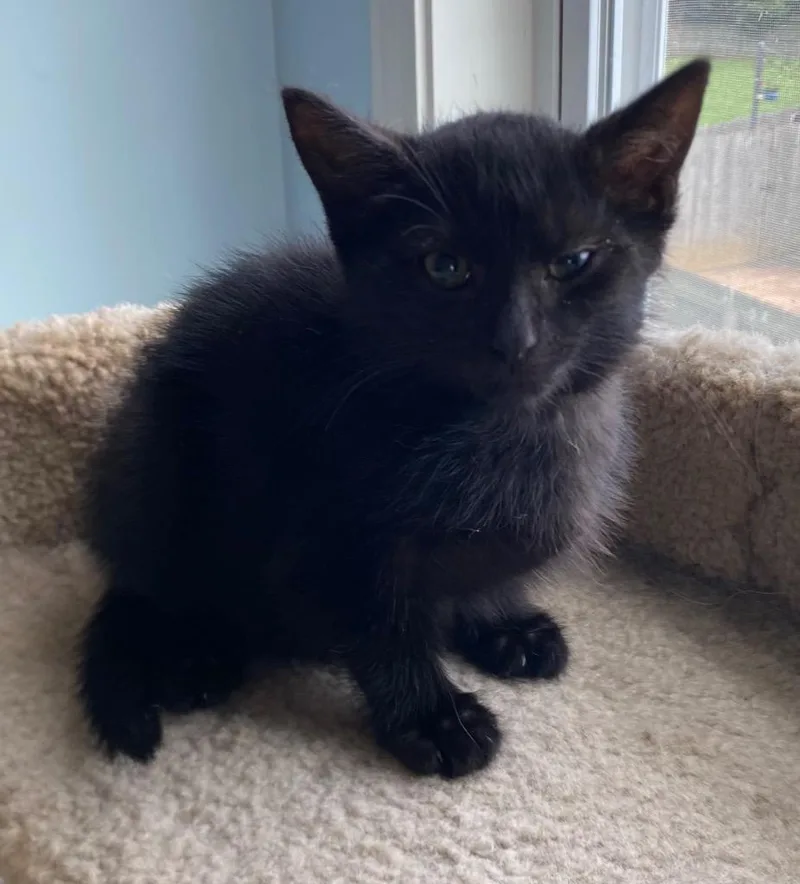 A baby medium-sized male Domestic Short Hair cat named George O'malley for adoption in Cumming, GA