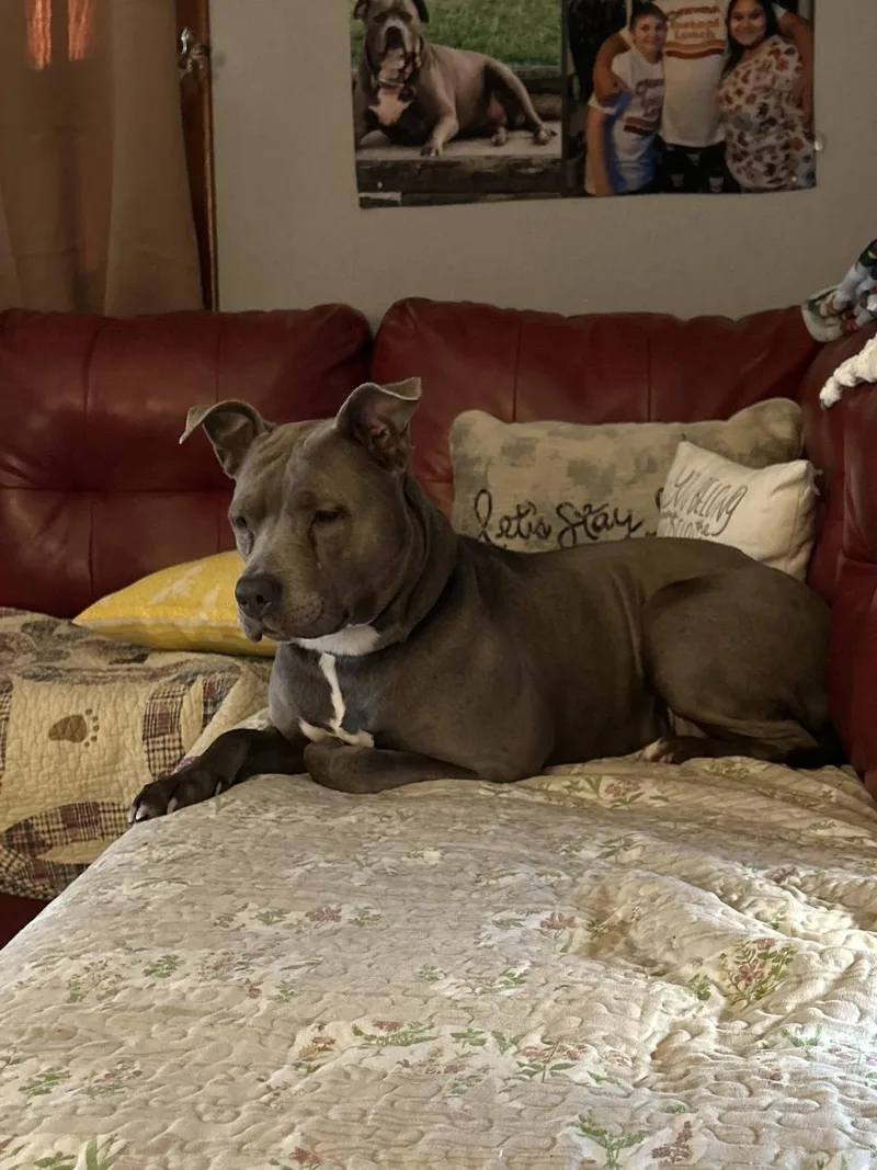 A young medium-sized female Tricolor (Brown, Black, & White) Pit Bull Terrier dog named River for adoption in Lexington, MO