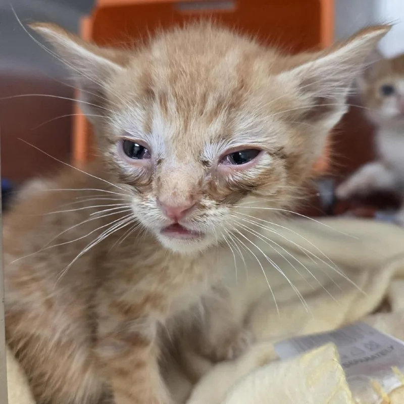 A baby small-sized male Orange / Red Domestic Short Hair cat named Reef for adoption in Houston, TX