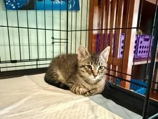 A baby small-sized male Domestic Short Hair cat named Tag A Long for adoption in Ocala, FL