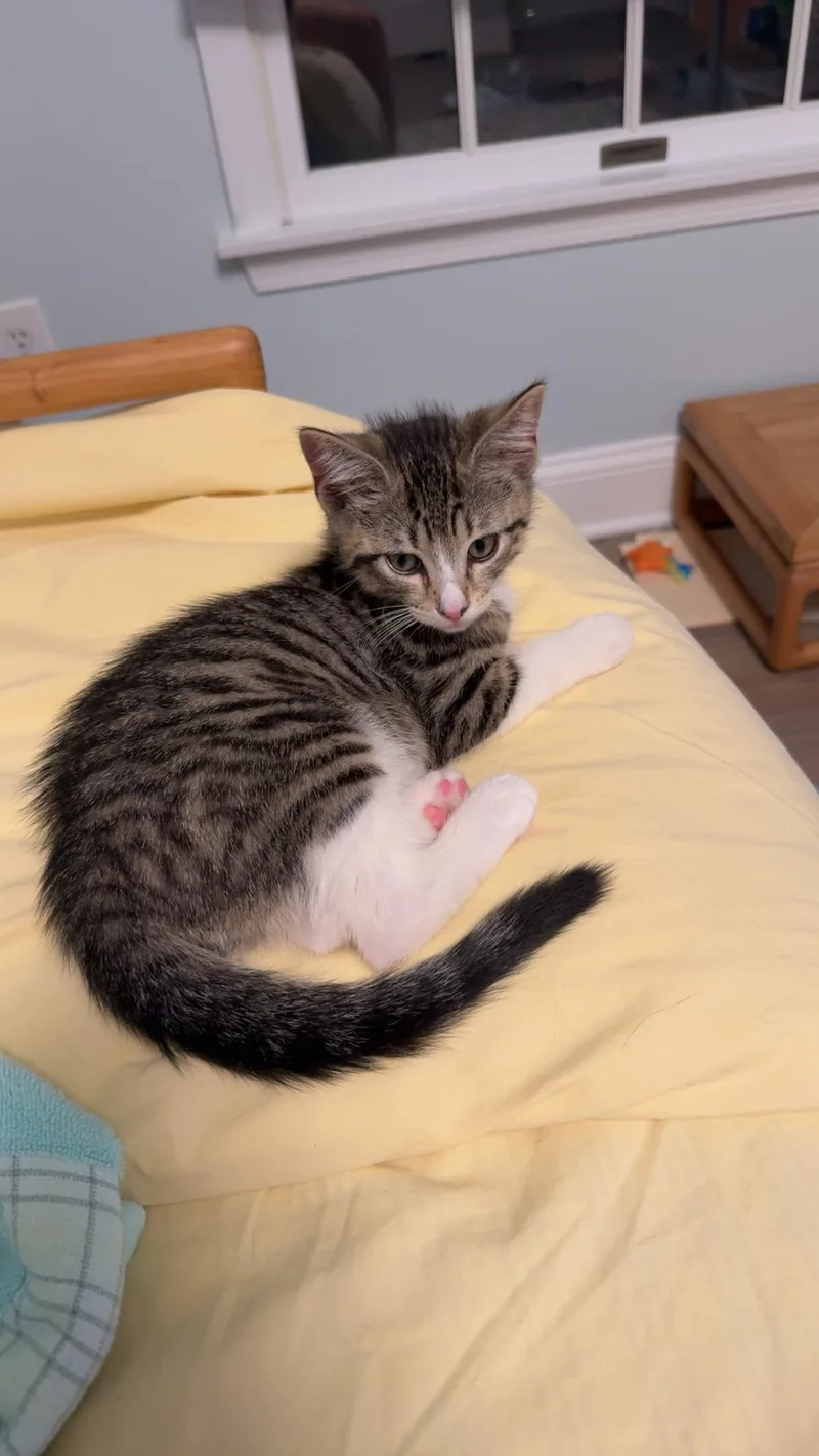 A baby small-sized male Tabby (Brown / Chocolate) American Shorthair cat named Gutter for adoption in Highland Park, NJ