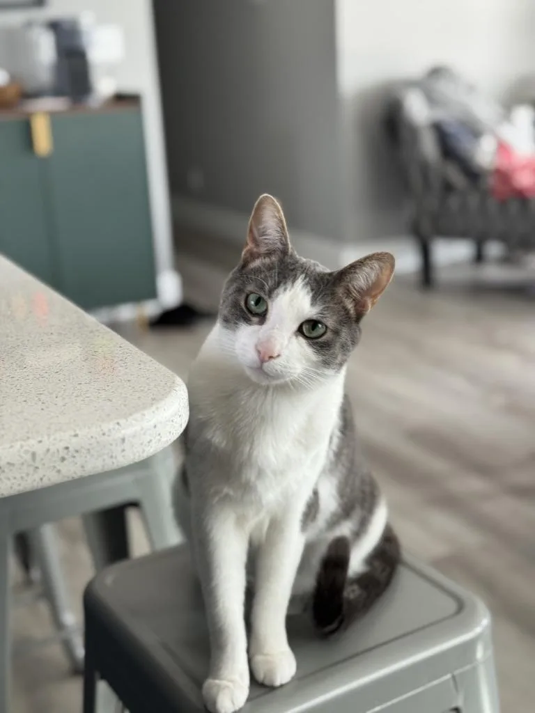An adult medium-sized male Domestic Short Hair cat named Leo for adoption in Muskegon, MI