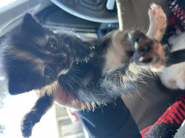 A baby small-sized female Domestic Short Hair cat named A for adoption in Riverside, CA