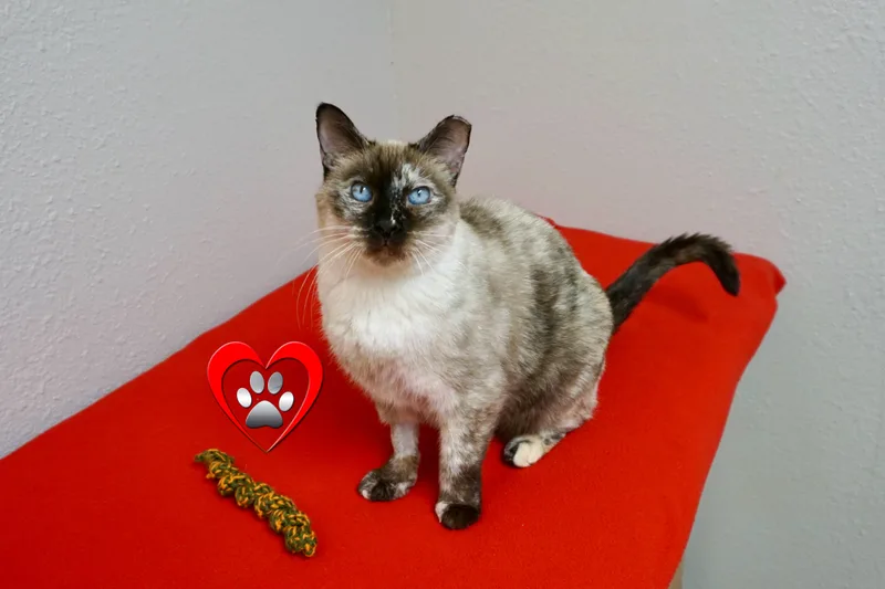 A senior medium-sized female Domestic Medium Hair cat named Barbara for adoption in Fountain Hills, AZ