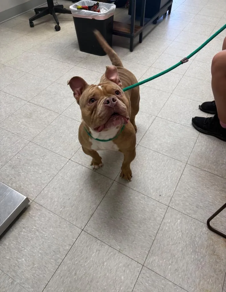 A young medium-sized male Pit Bull Terrier dog named Emoji for adoption in Sorrento, LA