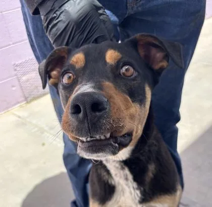 An adult small-sized male Black Mixed Breed dog named Choco for adoption in El Paso, TX