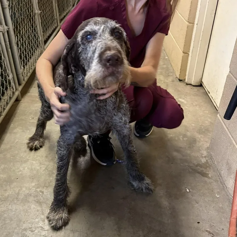 A senior small-sized female Brown / Chocolate German Wirehaired Pointer dog named Sally for adoption in Santa Rosa, CA