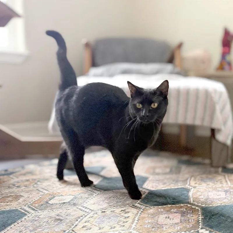 A young medium-sized female Black Bombay cat named Violet for adoption in Houston, TX
