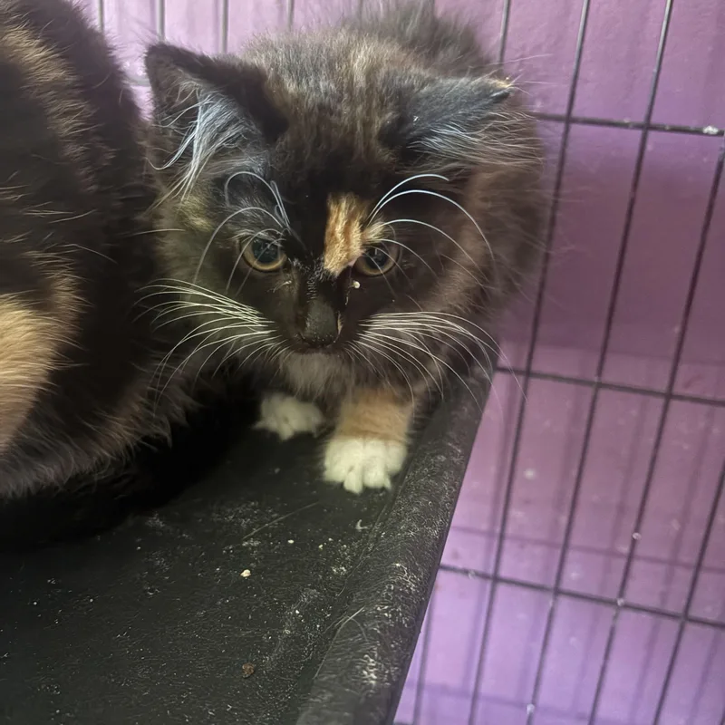 A baby medium-sized female Tortoiseshell Domestic Short Hair cat named Naomi for adoption in Richmond, VA