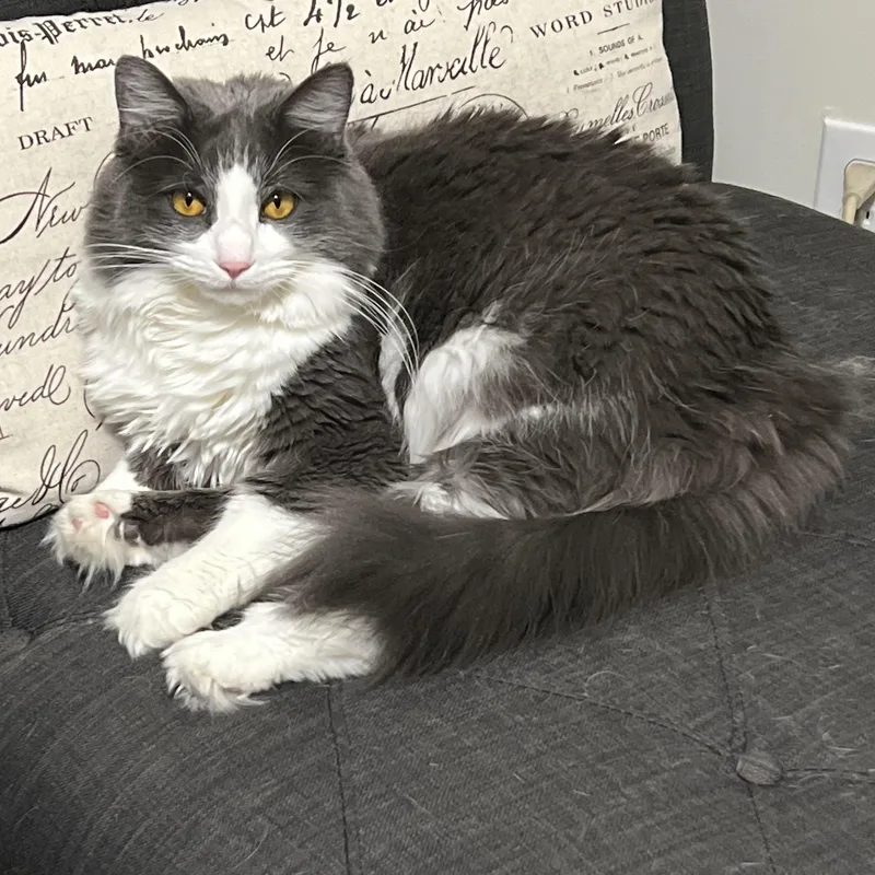 An adult medium-sized female Gray & White Domestic Medium Hair cat named Nova for adoption in Fairborn, OH
