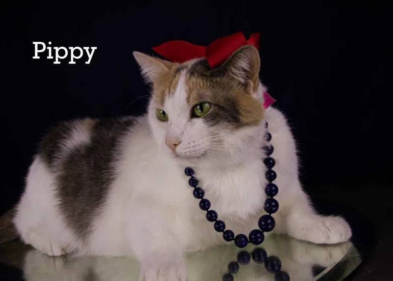 A young large-sized female Calico cat named Pippy for adoption in York, NE
