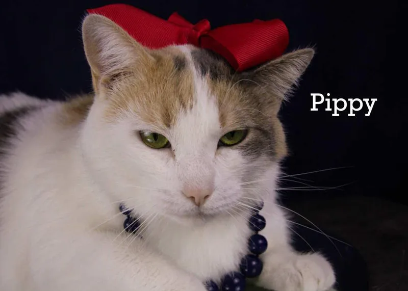 Pippy thumbnail 2