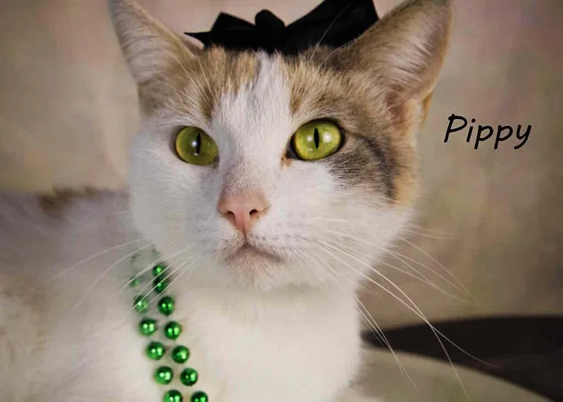 Pippy thumbnail 3