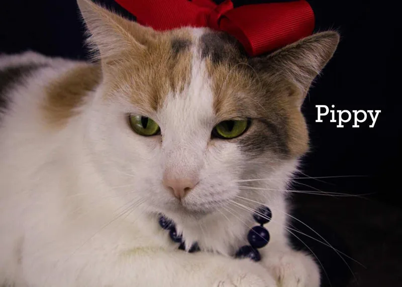 Pippy thumbnail 4