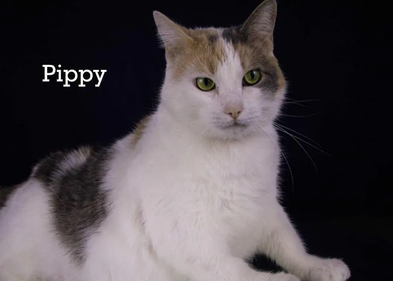 Pippy thumbnail 5