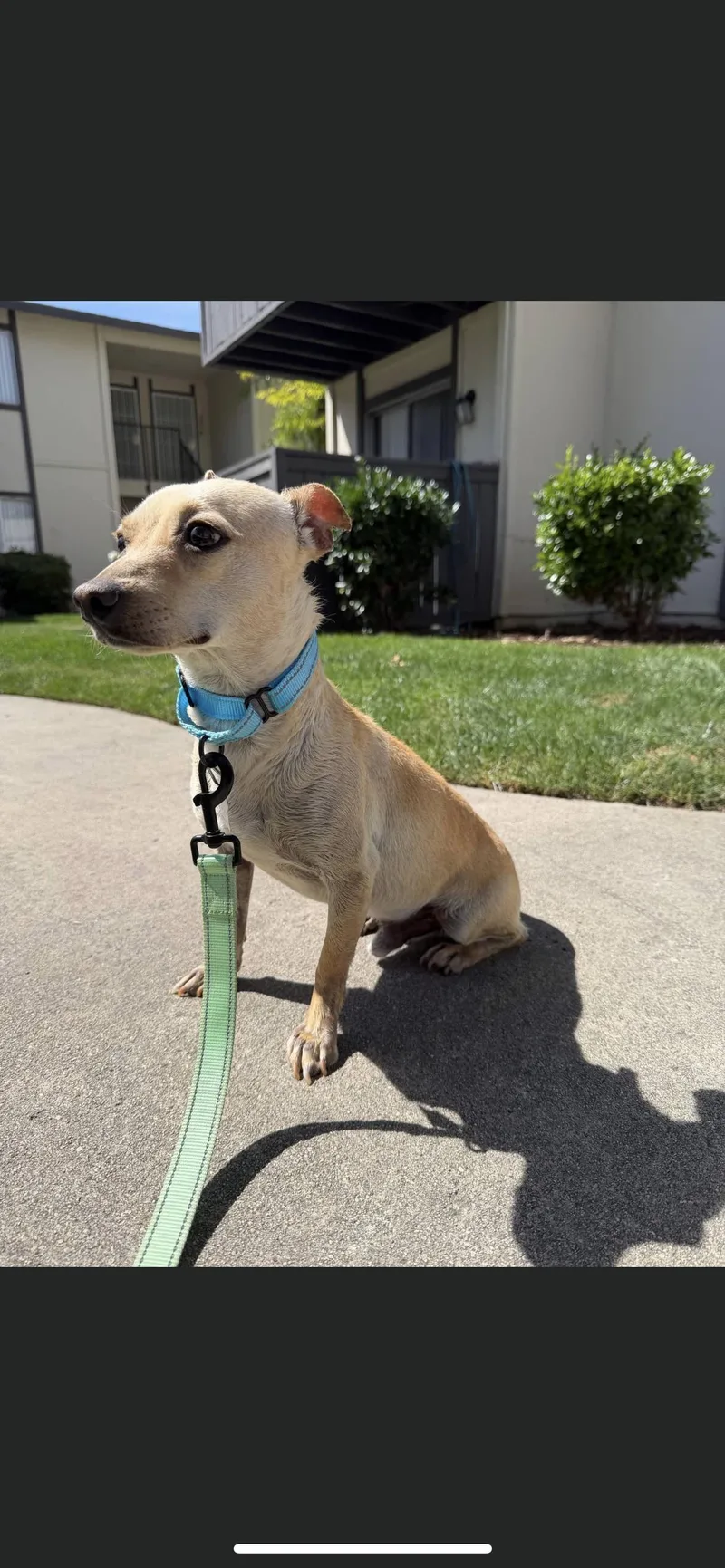 A young small-sized male Apricot / Beige Chihuahua dog named Tye for adoption in Hamden, CT