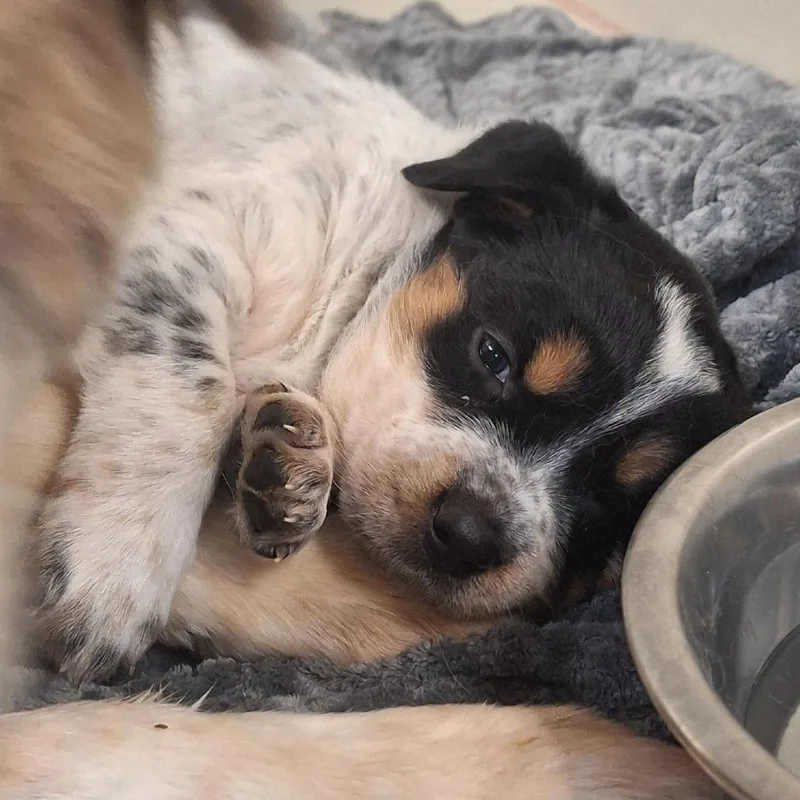 A baby small-sized female White / Cream Mixed Breed dog named Rhaegal for adoption in Flagstaff, AZ