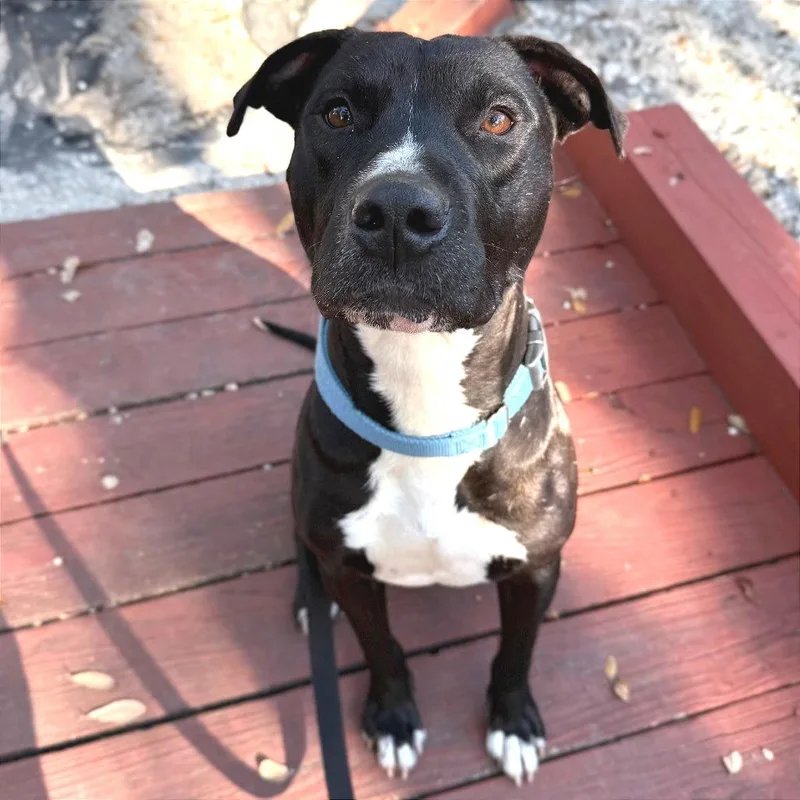 An adult large-sized male Black Mixed Breed dog named Drax for adoption in Sarasota, FL
