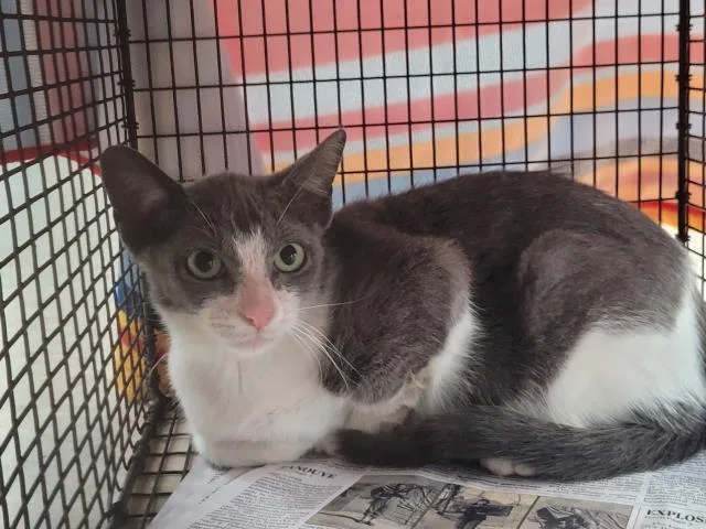 A baby small-sized female Domestic Short Hair cat named A for adoption in San Pedro, CA