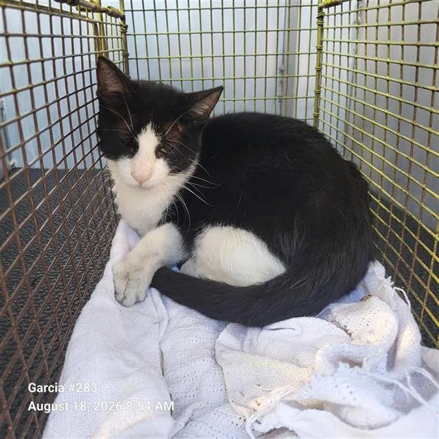 A young medium-sized male Domestic Short Hair cat named Raleigh for adoption in San Antonio, TX
