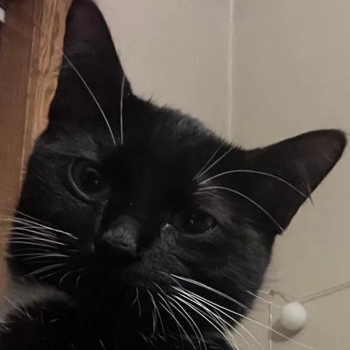 An adult medium-sized female Black Domestic Short Hair cat named Cleo for adoption in Chicago, IL