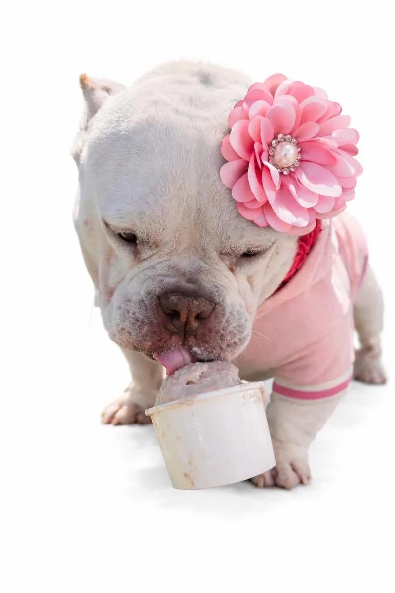 An adult medium-sized female White / Cream American Bully dog named Tinkerbell for adoption in Avondale, PA