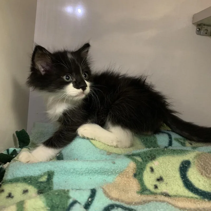 A baby small-sized male Black Domestic Short Hair cat named Whiskey for adoption in Redwood City, CA