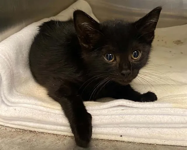 A baby small-sized male Domestic Short Hair cat named Mr. Dragon for adoption in Tustin, CA