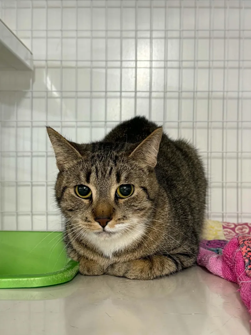 An adult medium-sized female Domestic Short Hair cat named Grill for adoption in Claremont, NH