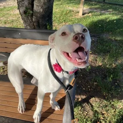 A young medium-sized female White / Cream Mixed Breed dog named Charmin for adoption in Dubuque, IA