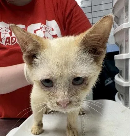 A baby small-sized male Domestic Short Hair cat named Columbus for adoption in West Chester, PA