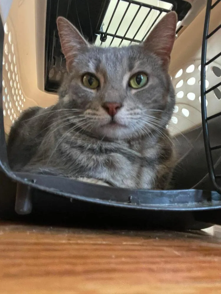 An adult medium-sized female Domestic Short Hair cat named Jewel for adoption in Chicago, IL