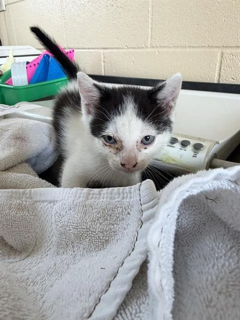 A baby small-sized male Domestic Short Hair cat named Herman for adoption in Chula Vista, CA