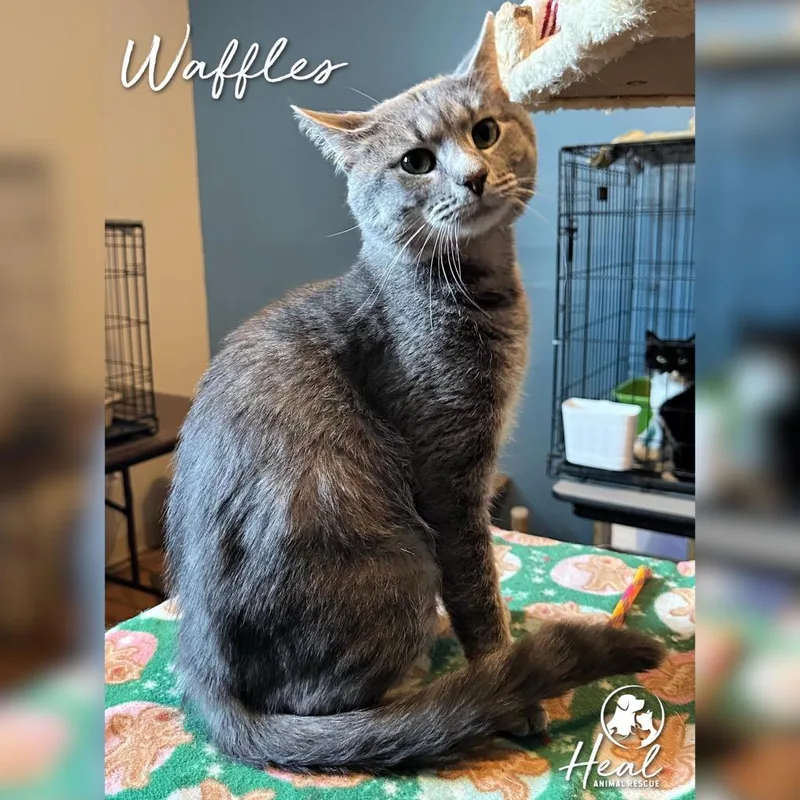 An adult medium-sized male Gray / Blue / Silver Domestic Short Hair cat named Waffles for adoption in Youngwood, PA
