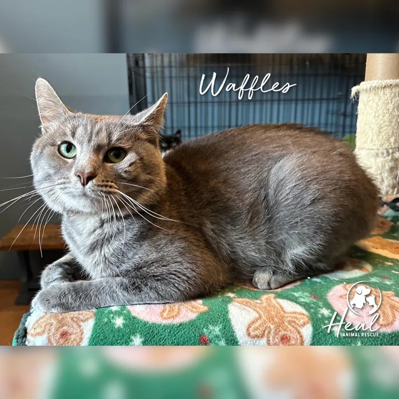 Waffles thumbnail 2