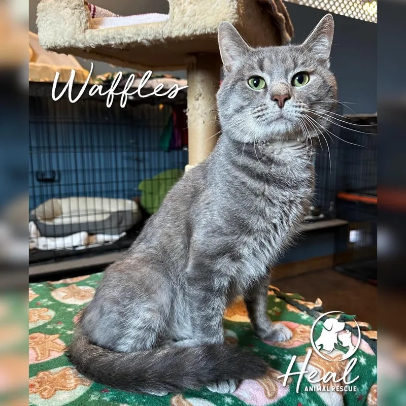 Waffles thumbnail 4