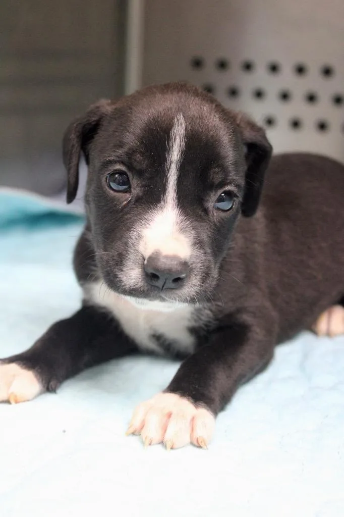 A baby medium-sized female Mixed Breed dog named Babs for adoption in Morgantown, KY