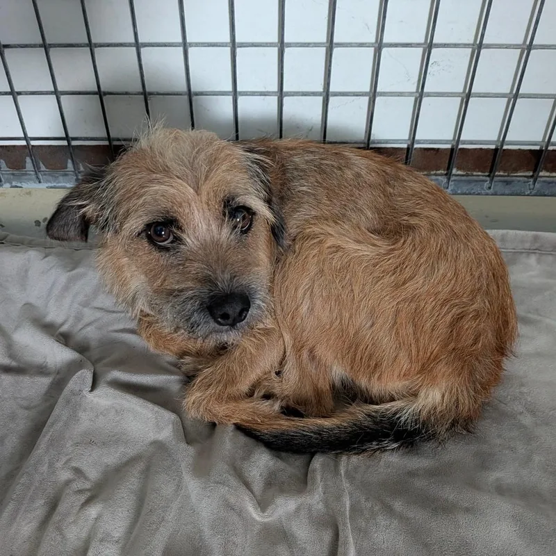 An adult small-sized female Yellow / Tan / Blond / Fawn Terrier dog named Jewel Bear for adoption in Chico, CA